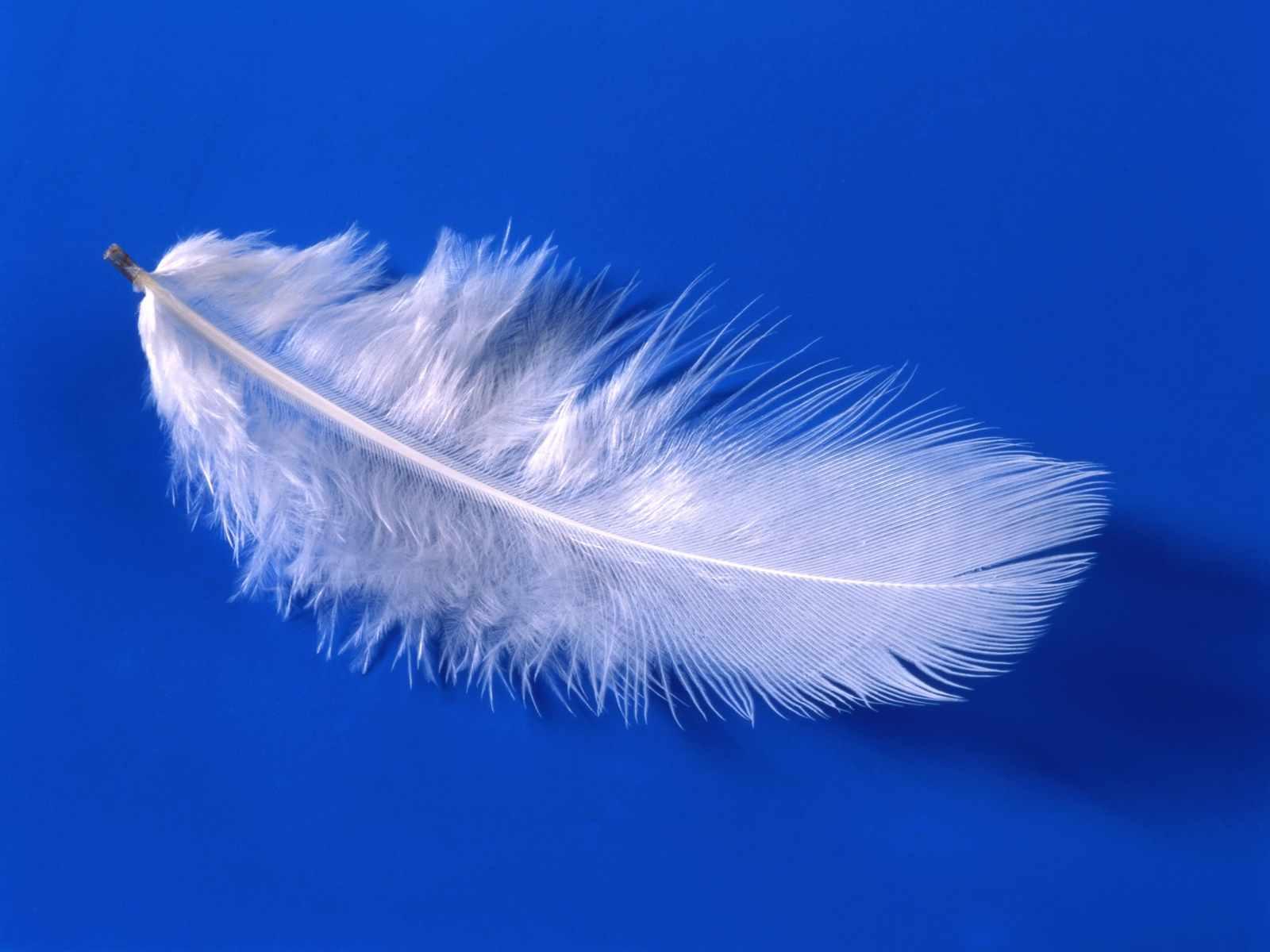 Plume blanche